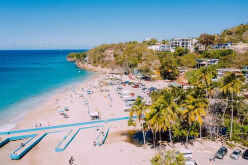 Coral Of The Seas - Fire Coral in Aguada