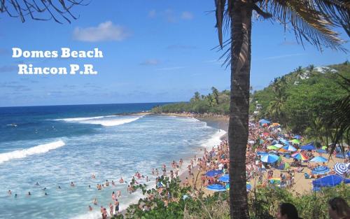 Coral Of The Seas - Fire Coral in Aguada