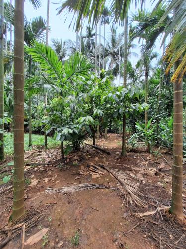 Cozy Scenic Farmhouse Retreat in Bantwal