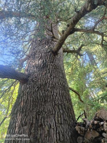 Nordic Heaven  in Jana