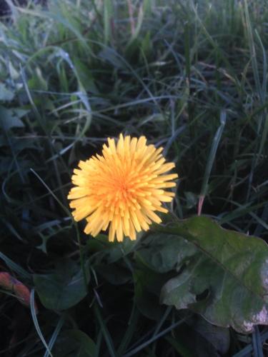 阿考巴勒诺托斯卡诺公寓