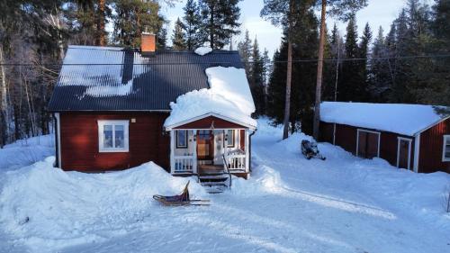 House Arctic Wolf