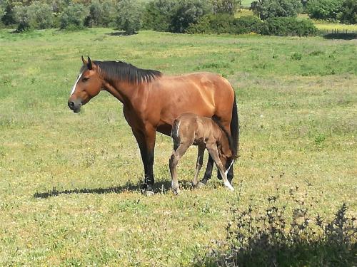 Quinta da Figueira AL gîte à louer Bairro Falcão