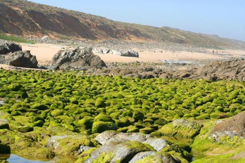 Refugio da Praia - SeaSide & Nature photo