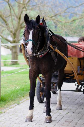 Apartments-Rooms Kocijancic - image 9