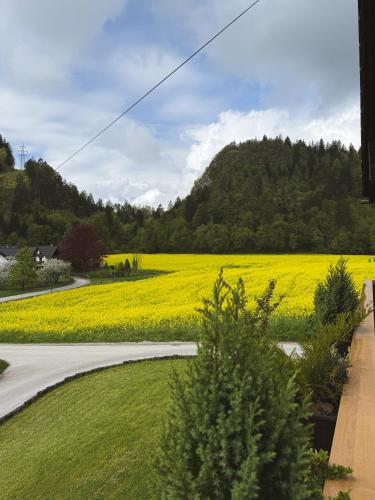 Apartments-Rooms Kocijancic - image 5