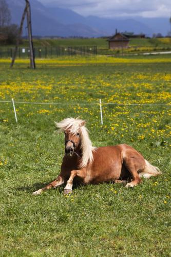 Apartments-Rooms Kocijancic - image 11