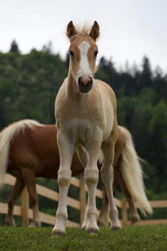 Apartments-Rooms Kocijancic - image 12