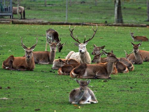 Wildpark Johannismühle (Wildpark Johannismuhle) in Baruth (Brandenburg)