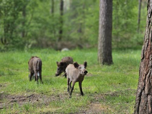 Wildpark Johannismühle (Wildpark Johannismuhle) in Baruth (Brandenburg)