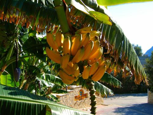 Paradise Lost Hotel-Apartments - image 8