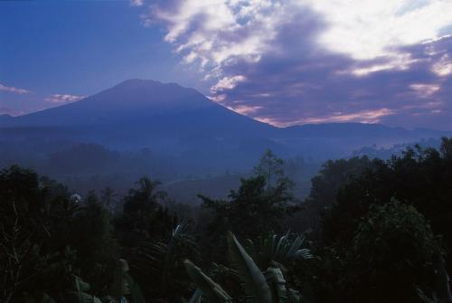 Alila Manggis