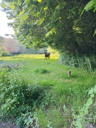 Charmante longère bretonne (Charmante longere bretonne) in บูร์บริยัก