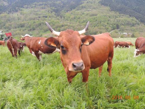 Gîte Les Grands Champs - image 10