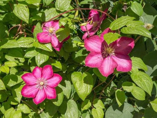 Gîte Sainte-Reine-de-Bretagne 4 pièces 6 personnes - FR-1-306-1095 - image 11