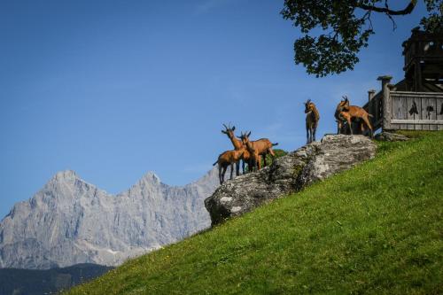 Strickhof, Schladming (fotografie 5)