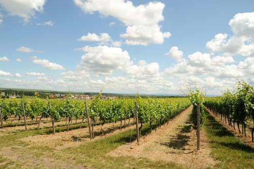 Winzerhotel Kinges-Kessel - Hotel - Mörstadt