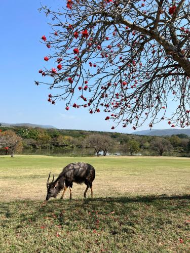 Ezulwini - Kruger Park Lodge Golf Estate 3