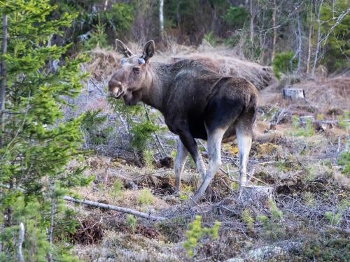Окрестности, Hytte anno 1721 uten internett, strøm, vann - men med rødmalt utedo in Трюсиль