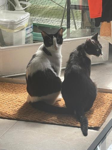 A Tiny Bright Space - Shared home with 3 cats, Malaga (zdjęcie 4)