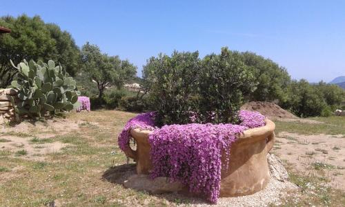  Stazzu Gallurese, Pension in Marina di Portisco