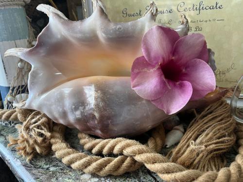 La Koquillishe - Mauritius Island