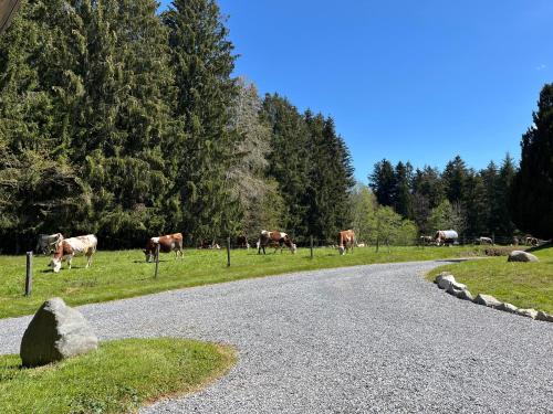 Apkārtne, Chalet au cœur des bois in Larringes