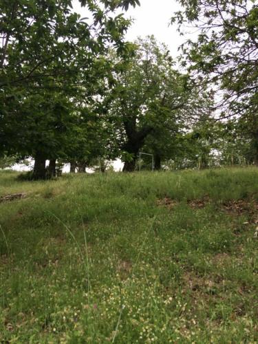 La Châtaigneraie (La Chataigneraie) in Evisa