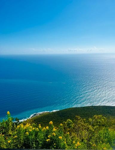 Olive Breeze in Runaway Bay