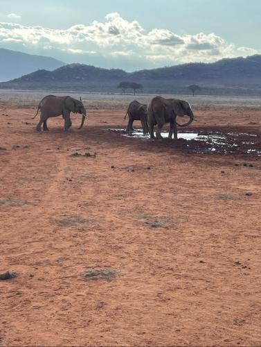 Villa Amalia in วาตามู