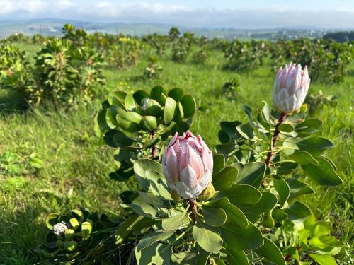 Breathtaking Kzn Midlands - The Protea Chalets