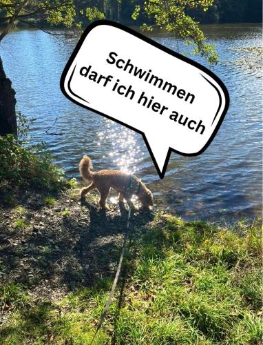 Tiny House - Auszeit im Wald am Badesee - Tanna