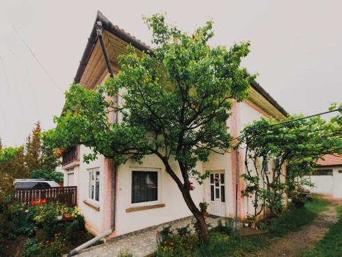 Viesnīcas āriene, Casa Matheus in Bisericani