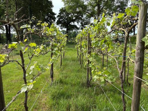 Surrounding environment, Boutique tent 'Pruum' op een unieke plek in het groen met luxe bed in Warnsveld