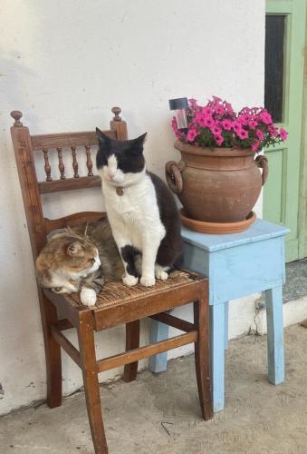 Cà Bianca (Ca Bianca) in Vignale Monferrato