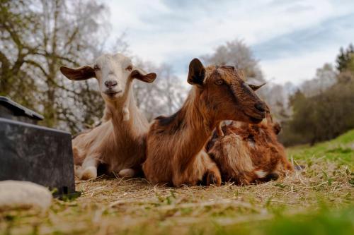 Farma Mošna (Farma Mosna) in Prachatice