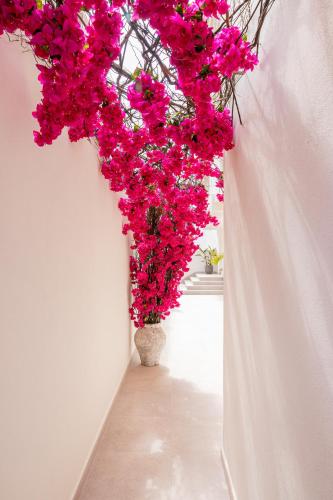 Apartamentos Malacosta