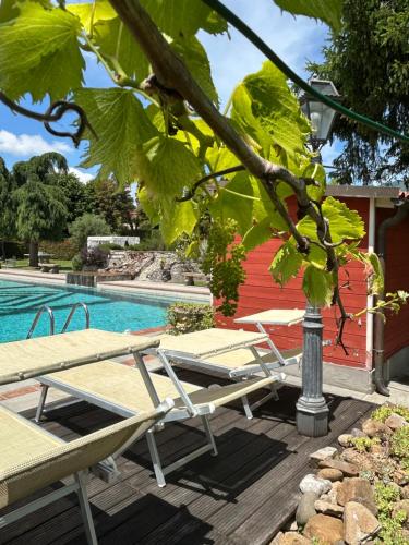 MIRTILLO di Home Hill