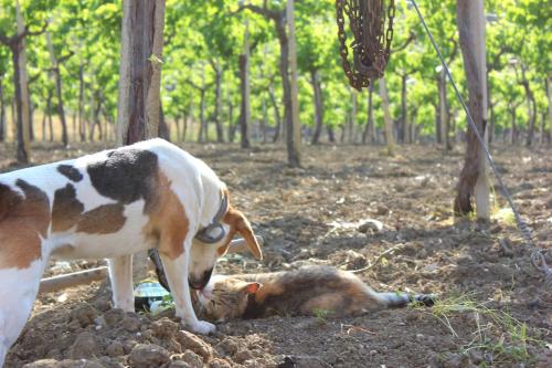 Agriturismo La Casa di Bacco - image 7
