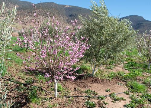 Gite Amani Guest House in Irherm Ou Ali