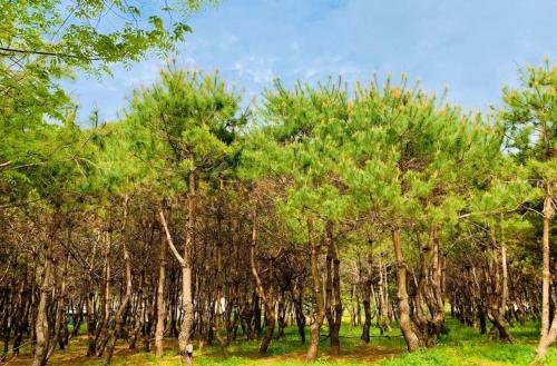 Hongcheon Gaon Resort Village Glamping in Danwol-myeon