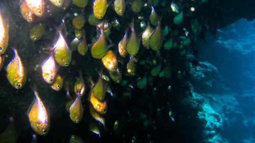 Deep Blue Divers Hostel Dahab