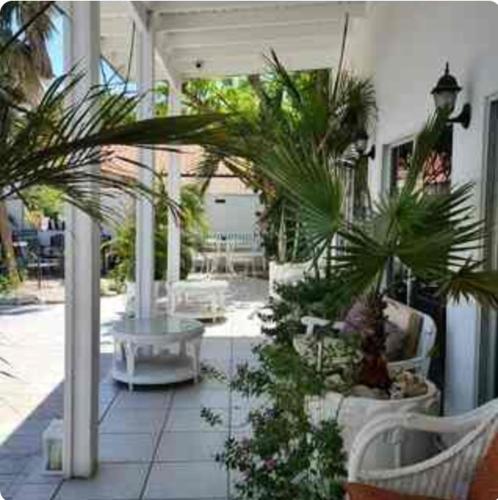 Palmitas Hostel with tropical garden & pool in Noord