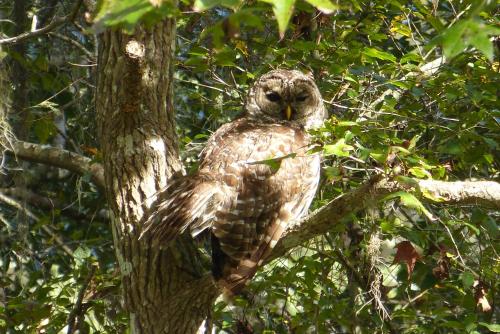 . Wise Owl Retreat on the River
