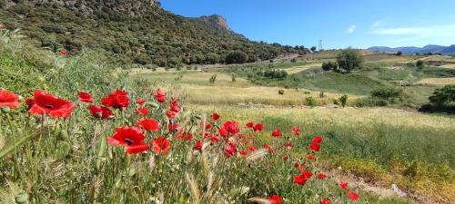 Houcine gite in 타자