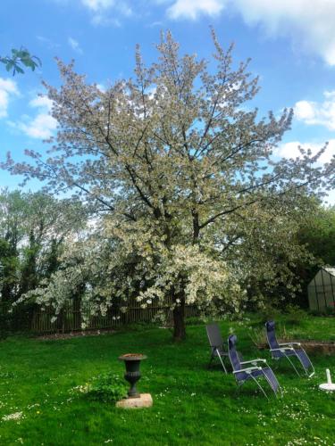 花園, Haus Falkenhof in 克奴瓦德