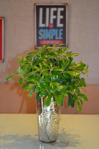 Apartment Secession Style