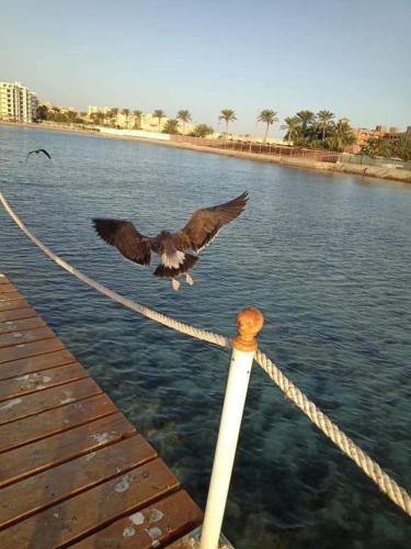 pola studio at scandic resort, Hurghada (fotografie 7)