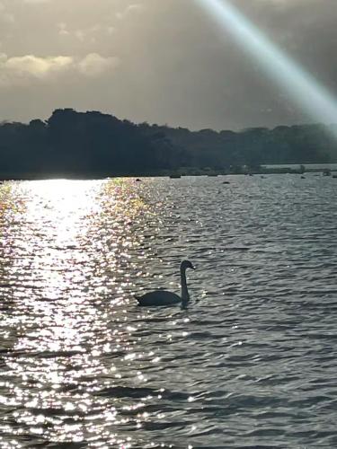 The Bungalow in เมย์โอ