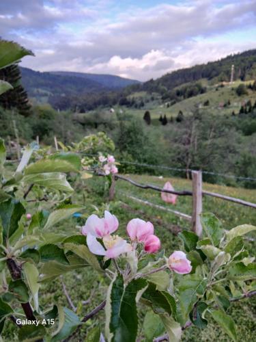 Djedova bajka in Dolovi Lalevića